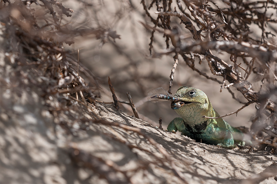 Fragmentos de la vida nativa