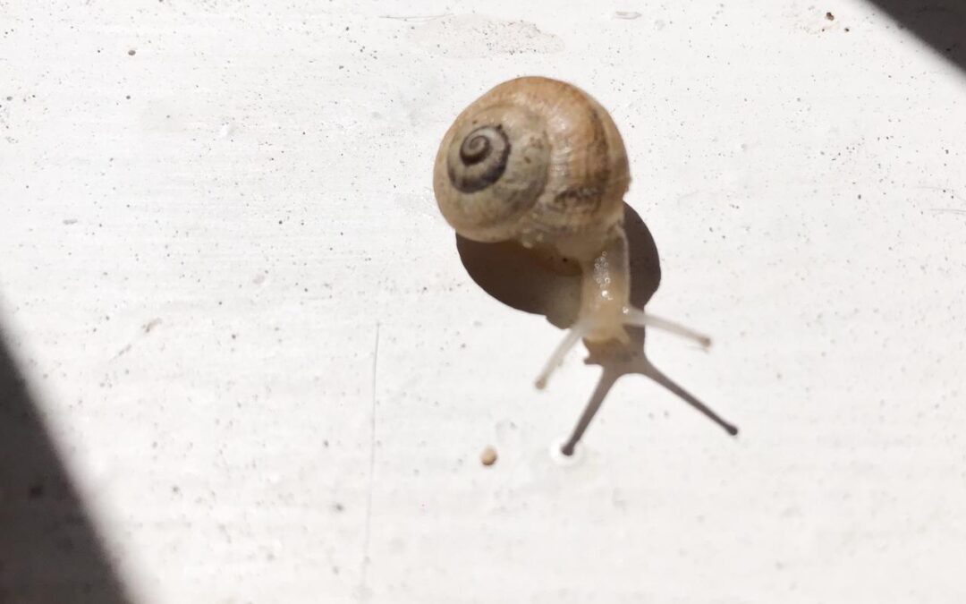 El hogar del caracol