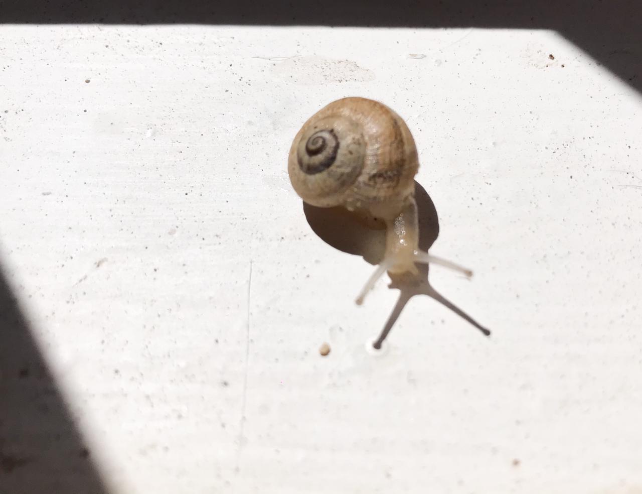 la casita del caracol