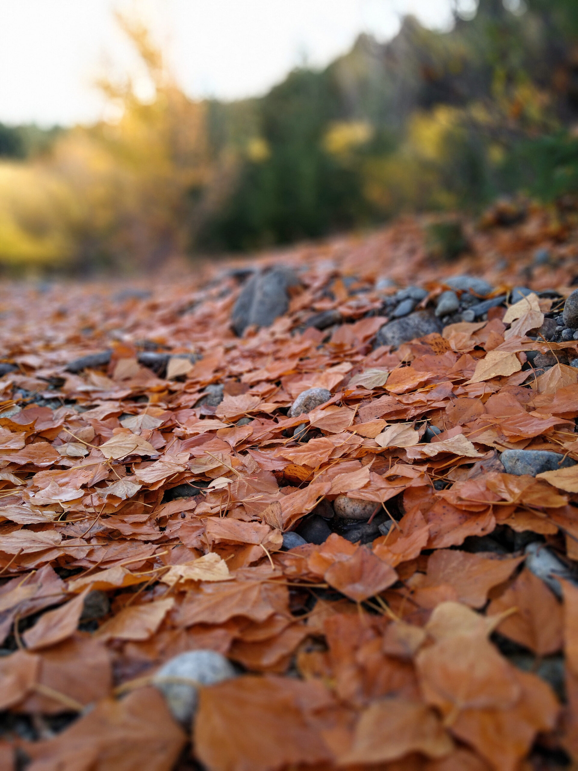 IMG_20210515_145842089_PORTRAIT (2)