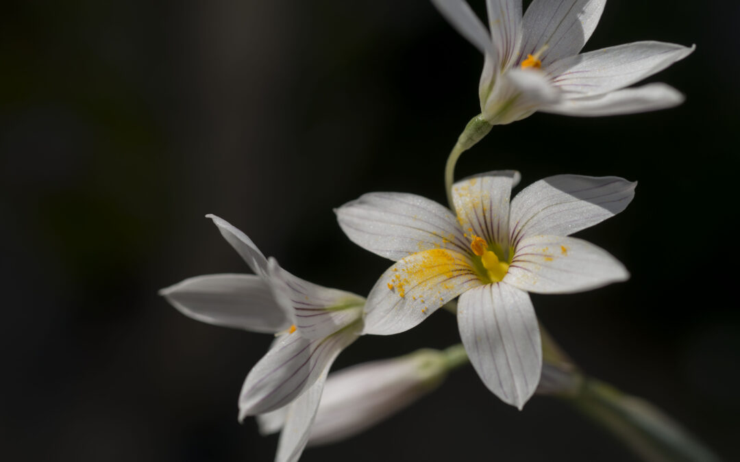 Marancel – Olsynium junceum