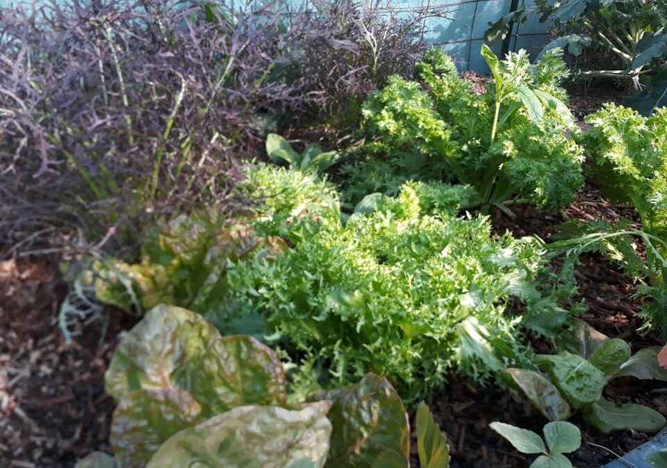 ¿Qué puedo plantar en esta época?