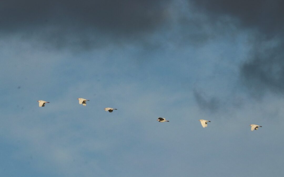 El otoño y las aves